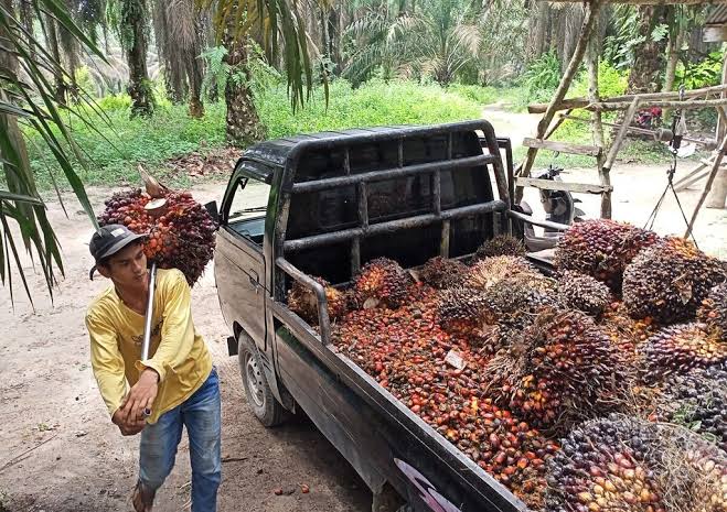 Ilustrasi harga sawit di Riau hari ini (foto/yuni)